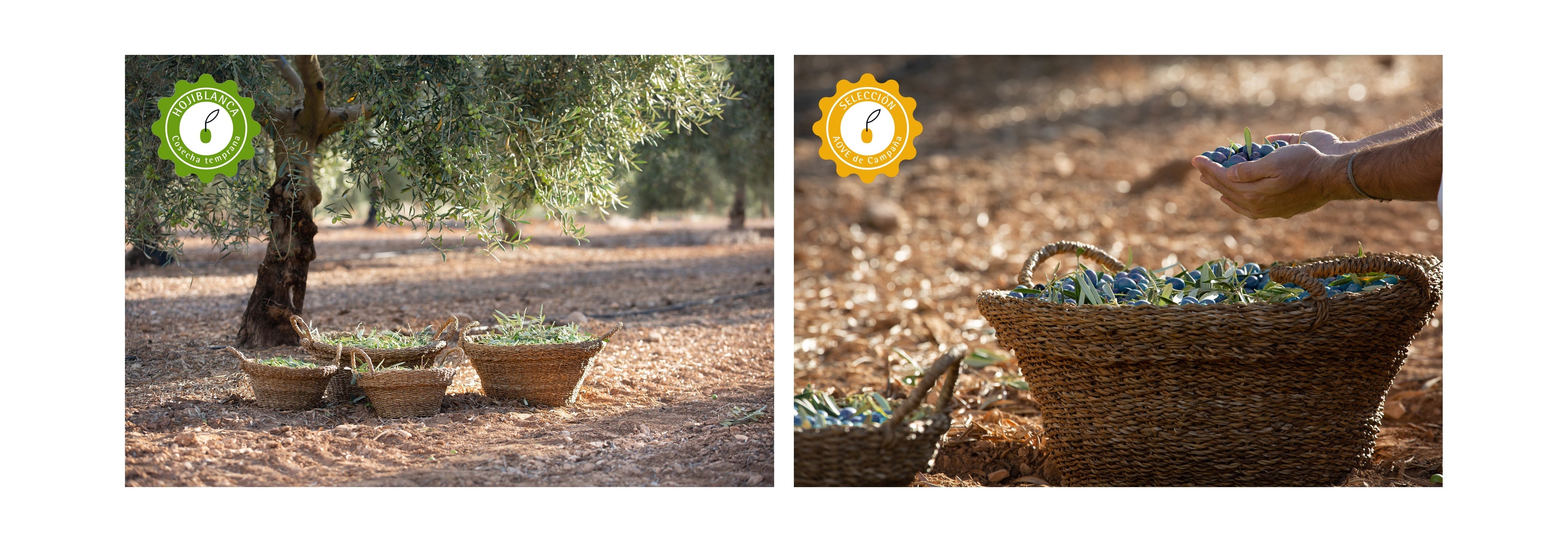 Aceite de Oliva Virgen Extra de Cosecha Temprana vs. Aceite de Oliva Virgen Extra de Campaña