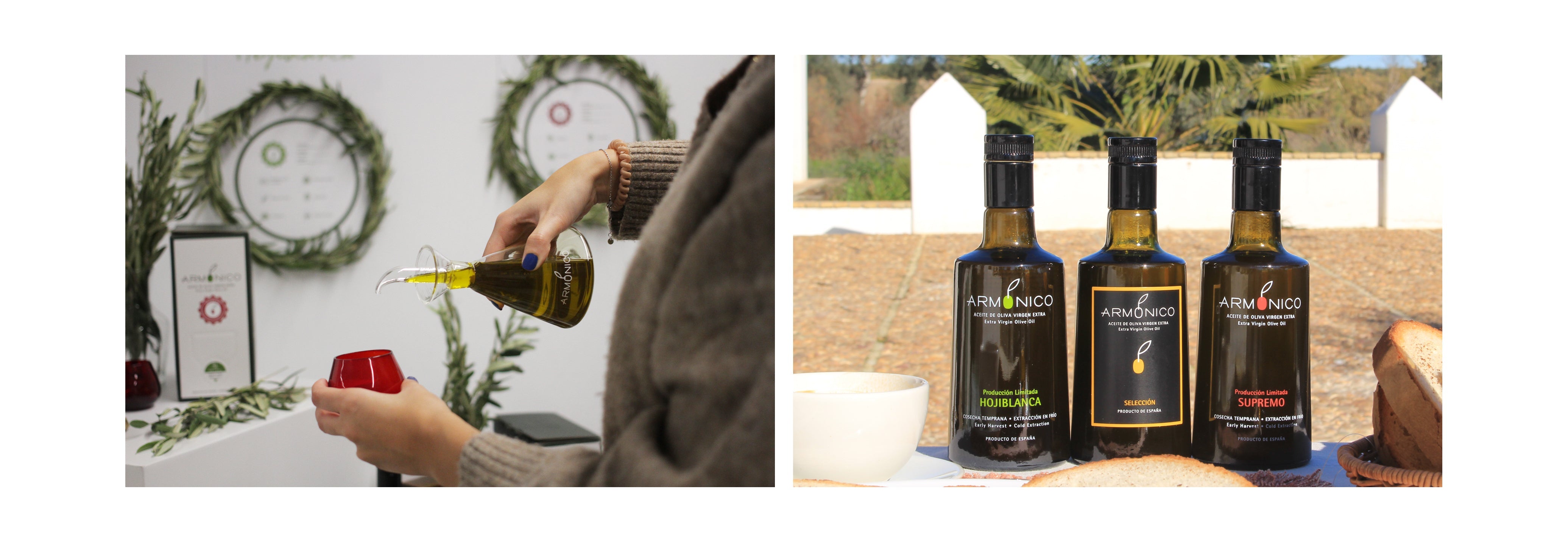 Proceso de cata del AOVE