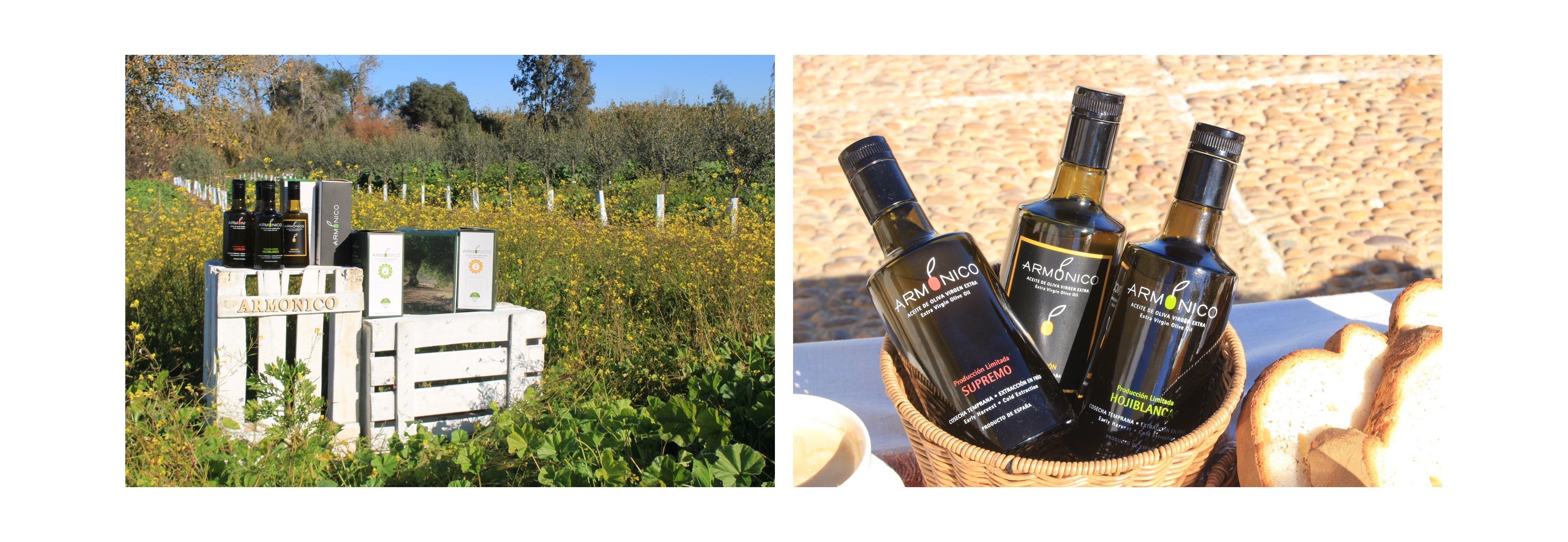 ¿Cómo mantener el AOVE en las mejores condiciones?