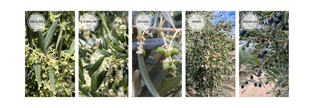 Ciclo fenológico del olivo