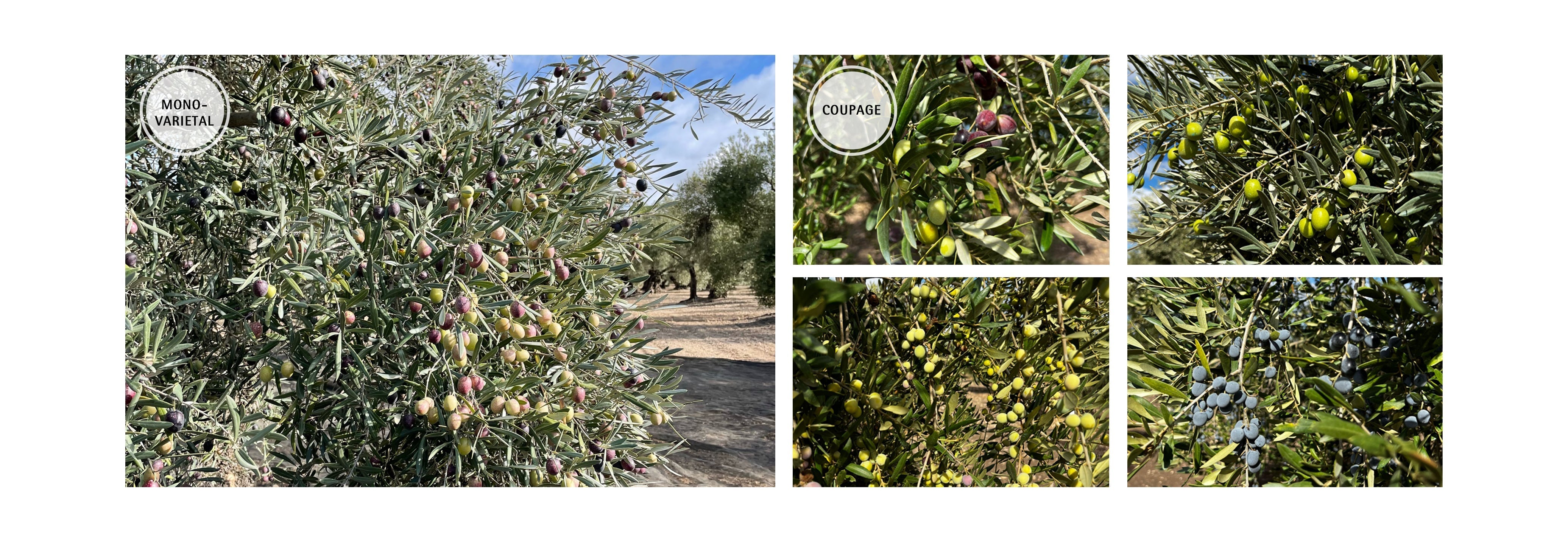 Aceite de Oliva Virgen Extra Monovarietal vs. Aceite de Oliva Virgen Extra Coupage