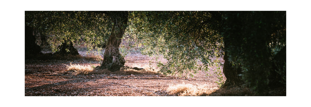 El “superpoder” del AOVE ecológico para el crecimiento infantil